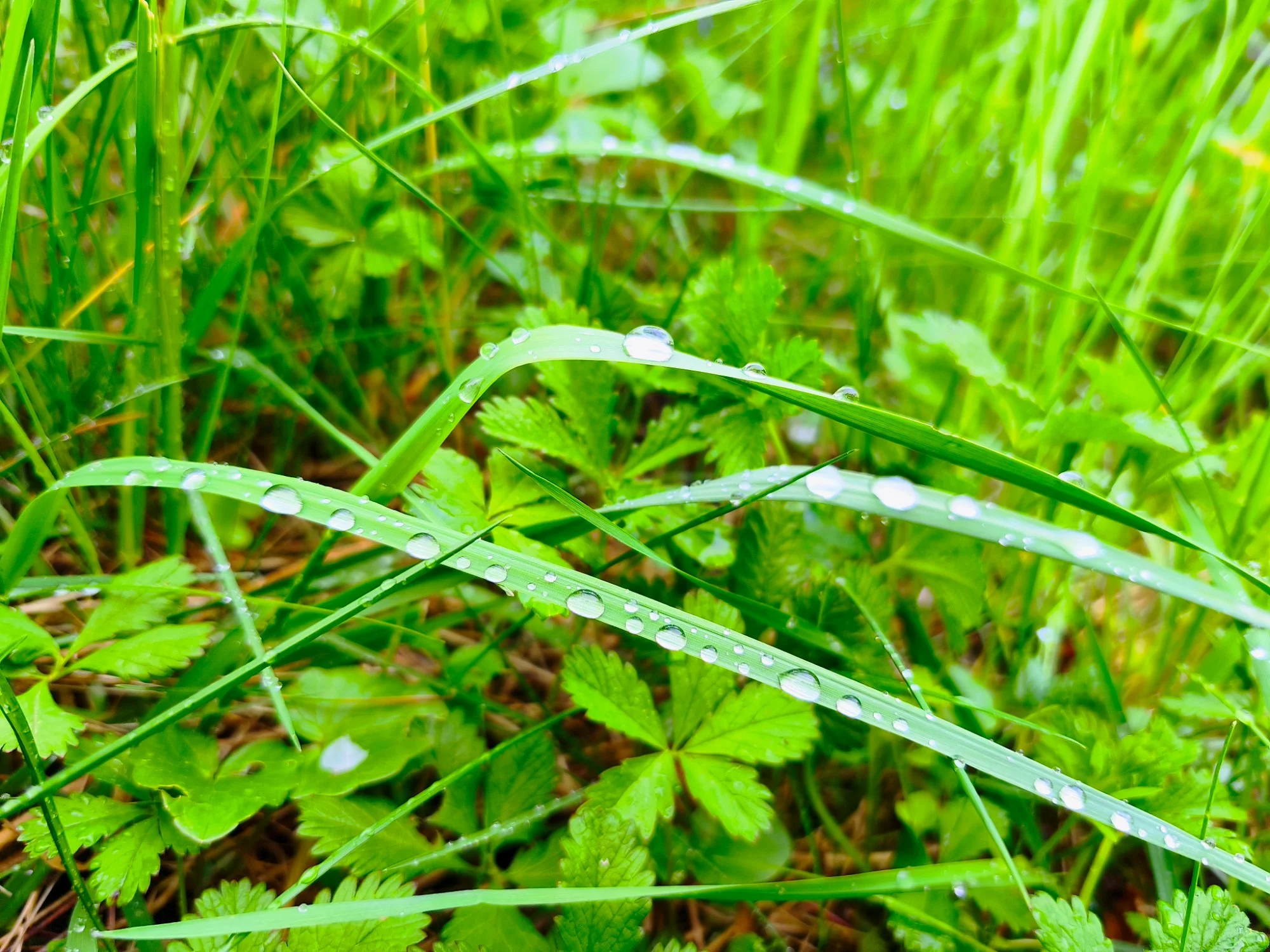 Obrázek k příběhu