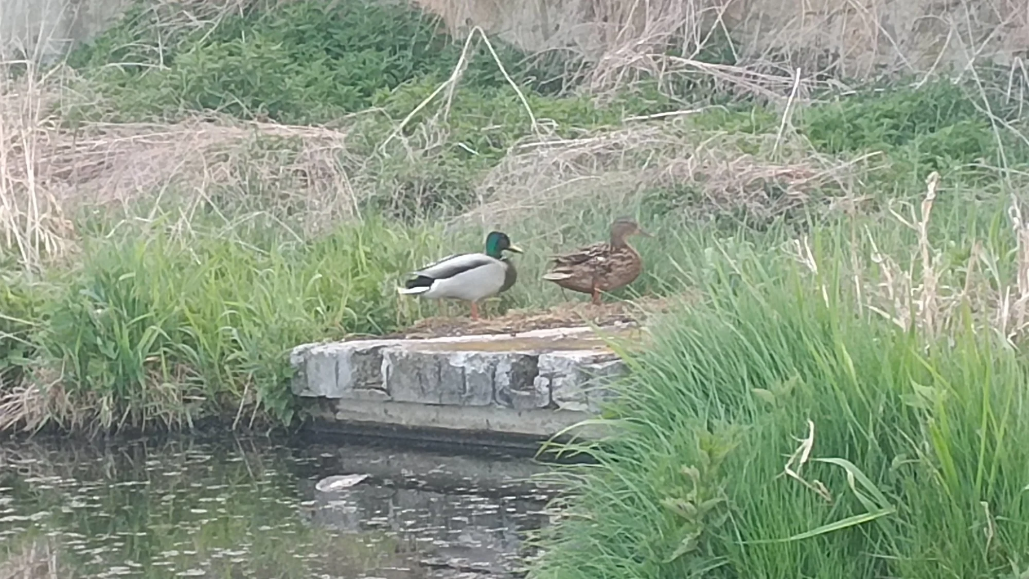 Obrázek k příběhu